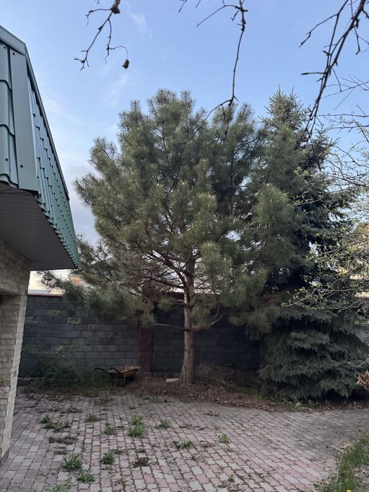 Продаю Елки по цене договоримся