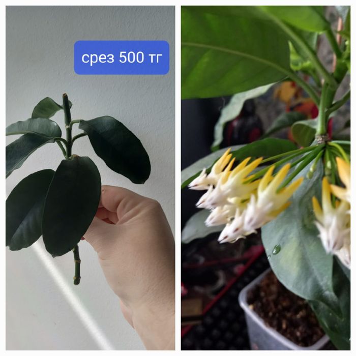 Продажа комнатных растений