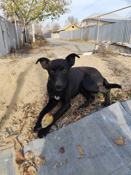 Отдам в хорошие руки