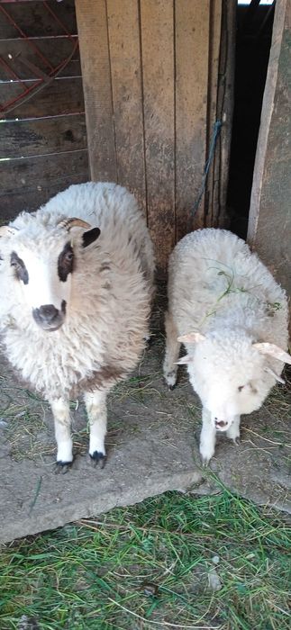 Vand 2 mioare sí un berbec