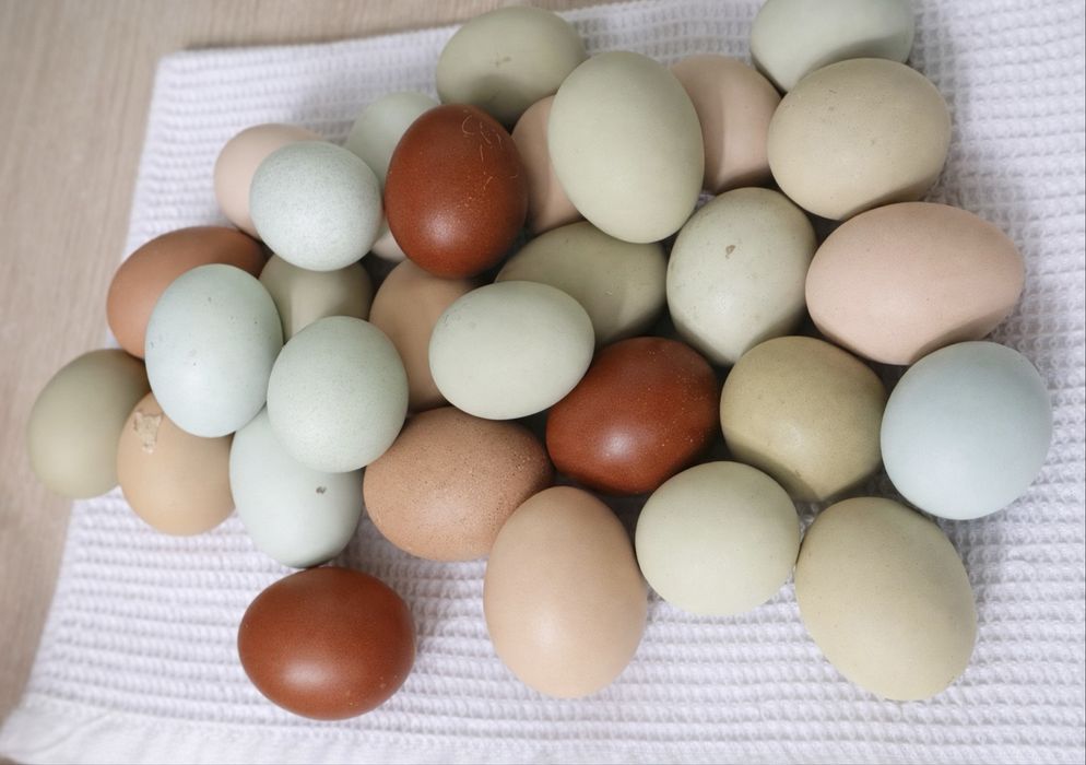 Инкубационное яйцо