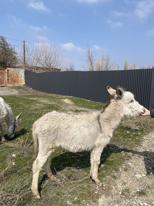 Қодық сатылады ұрғашы таразда тур