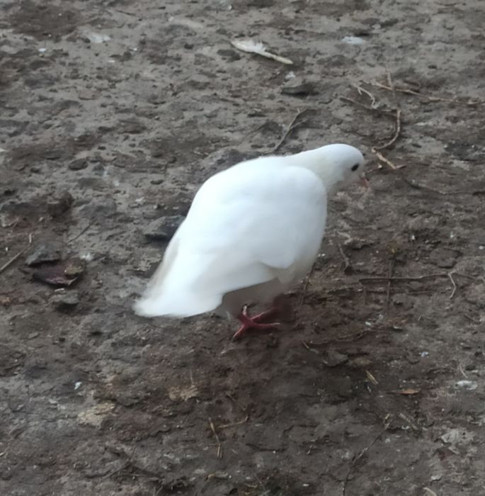 Продаю голубей молодые.