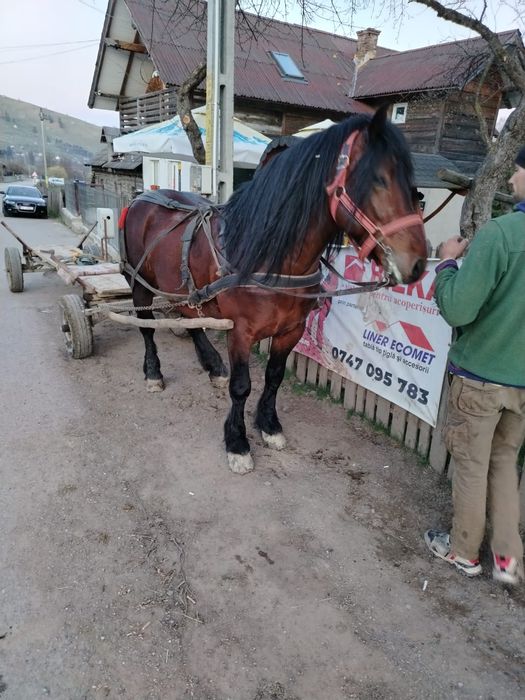 Vând armăsar de 5 ani garantat la tras detalii la telefon