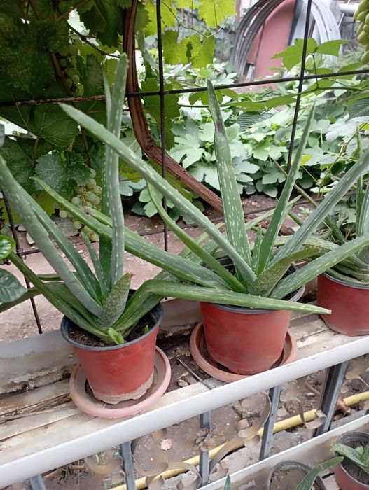 алоэ вера продам