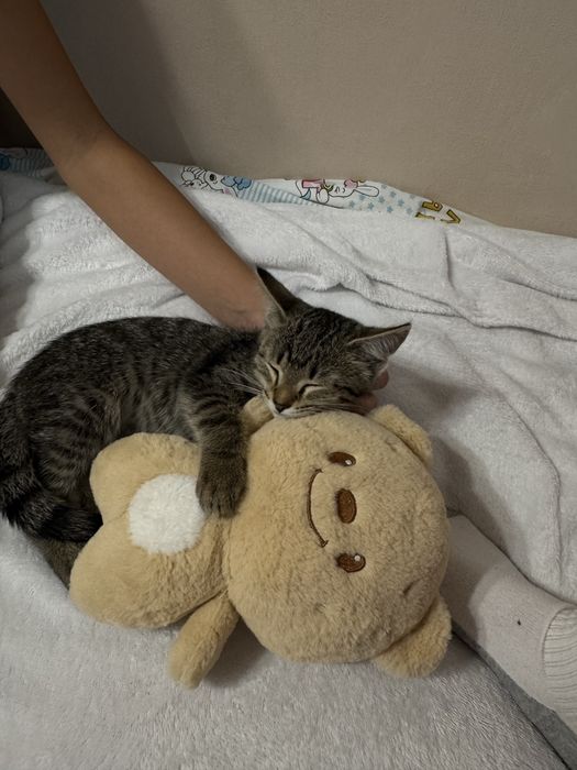 Отдаю котенка бесплатно