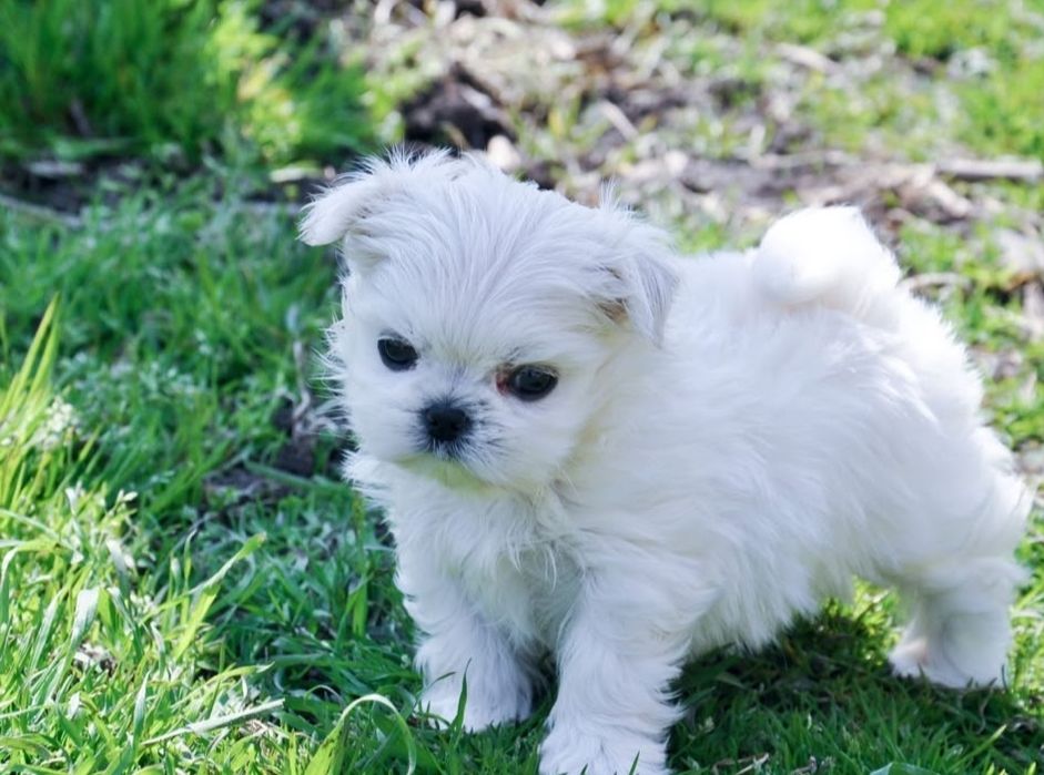 Bichon mini toy superbă