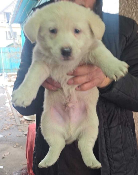 Отдам щенков в добрые руки