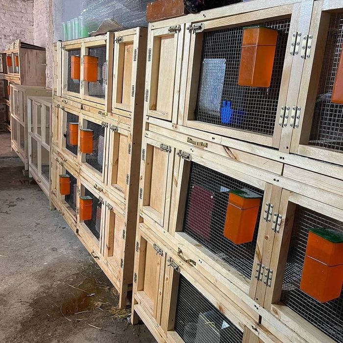 Quyon qafaslar zakasga