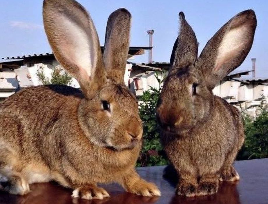 Zotdor FLANDR Quyon Sotiladi