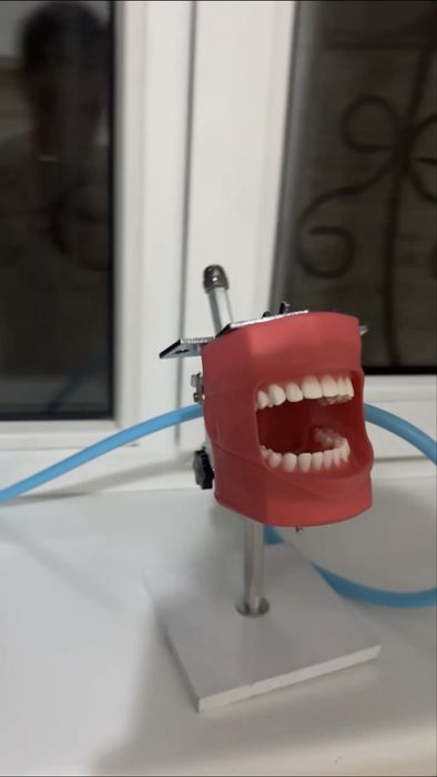 Фантом для стоматологов(офис курсы)