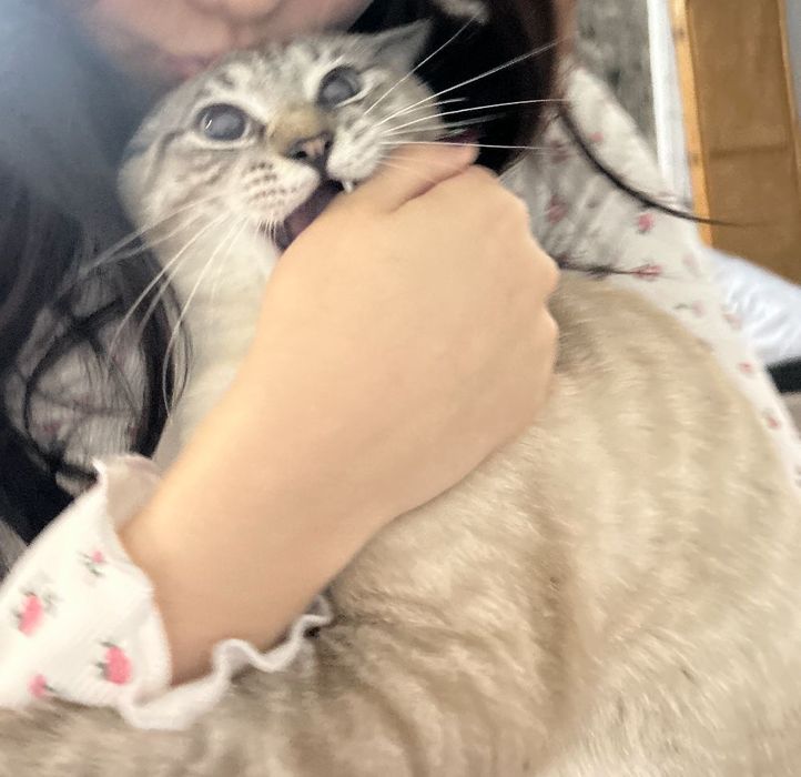 Отдам котят несколько