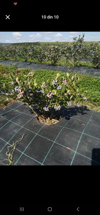 Afin și zmeur de vânzare