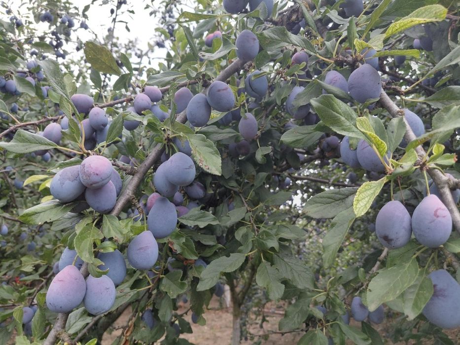 Vand mere si prune  bio