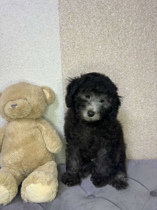 Pudel pitic argintiu