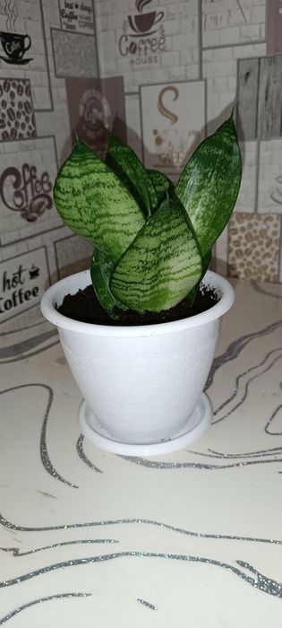 Комнатные цветы,комнатные