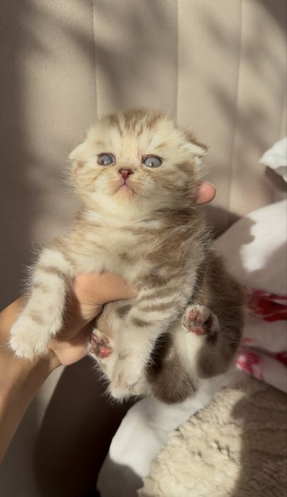 Шотландский вислоухий котята