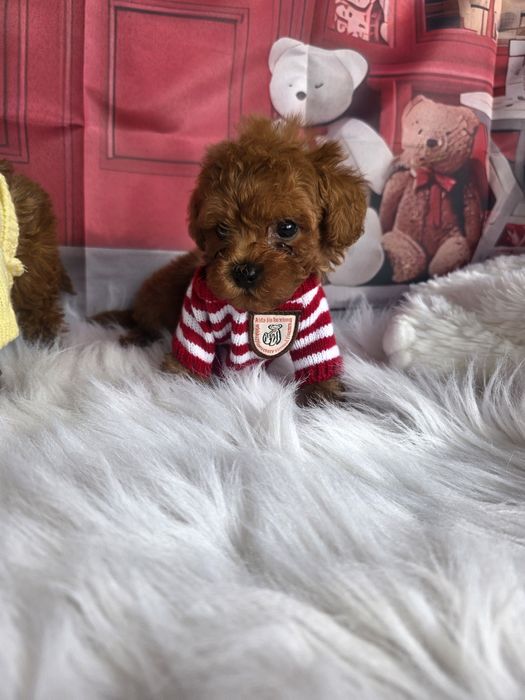 Пудел той момичета и момчета с документ за произход