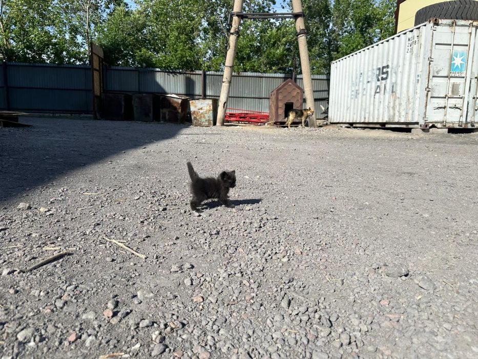 Котята бесплатно