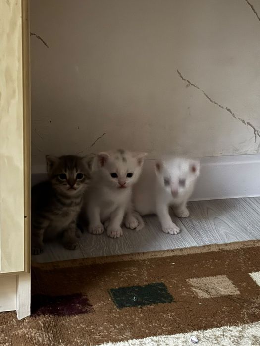 Котята девочки две белые одна серая
