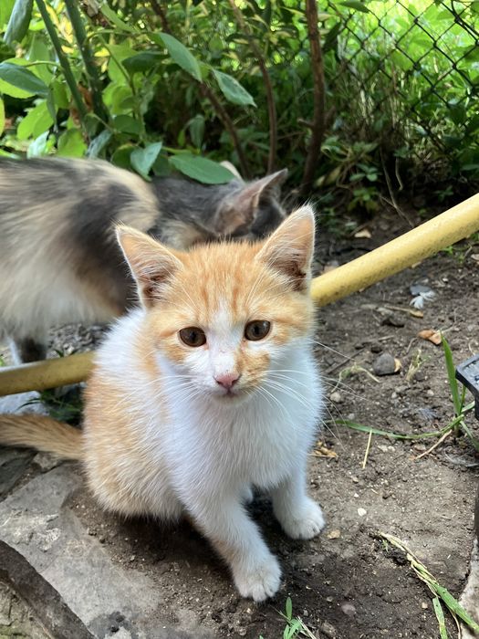 Подаряват се котенца