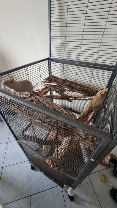 Veverițe Degu tinere