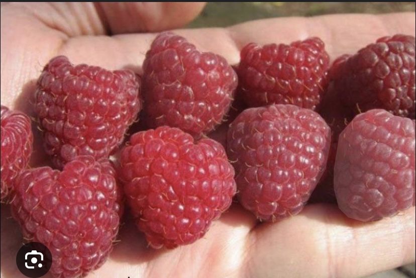 Малина ,,Полана,, Польская