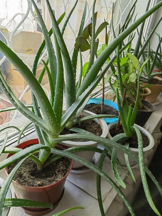 Продам Алоэ-Вера ЛЕЧЕБНЫЙ