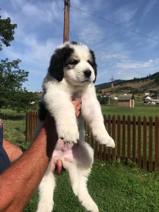 Ciobănesc de Bucovina