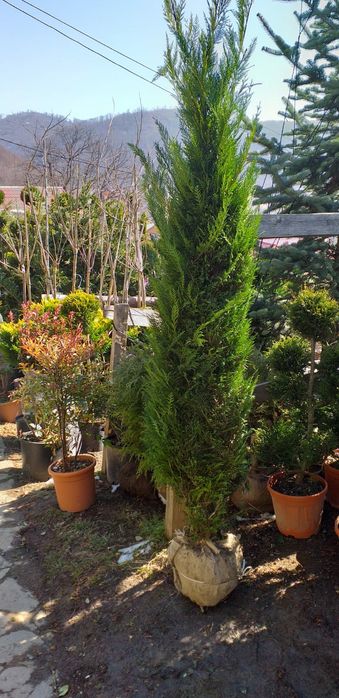 Leylandii chipaross