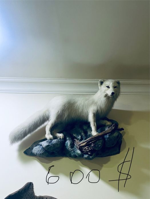 Tirik hayvonlarni mulyaji sovg’agayam Ajoyib tanlov