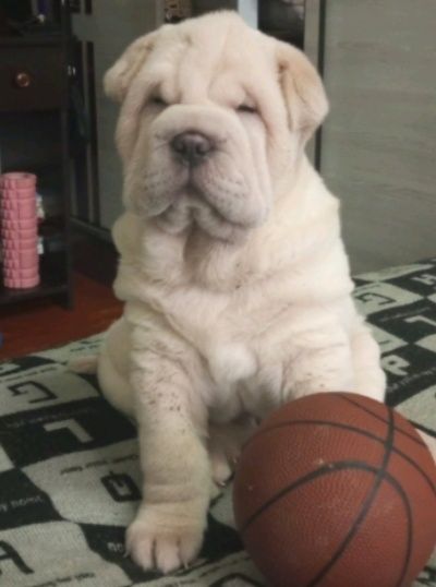 Вязка шарпей Американский