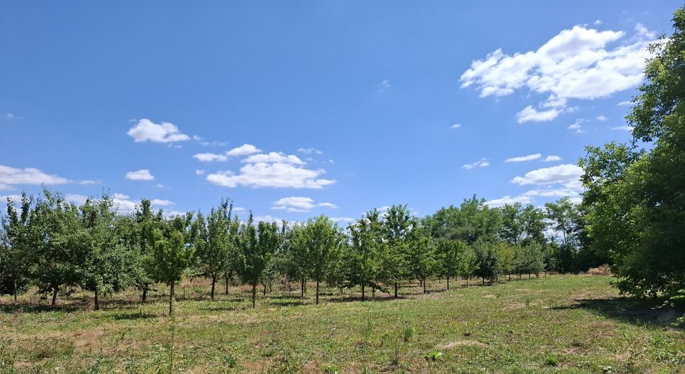 Teren intravilan 2878mp curent, apa, canalizare