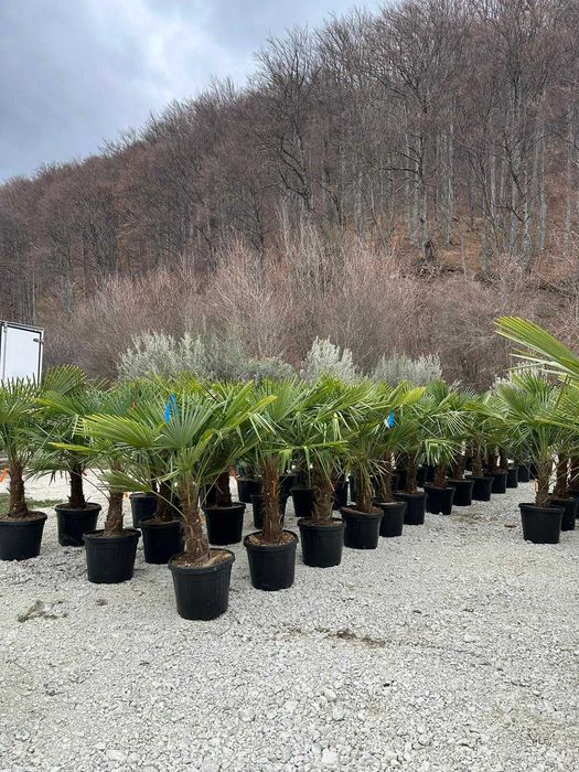 Plante Ornamentale Premium pentru Amenajări Exterioare de Impact