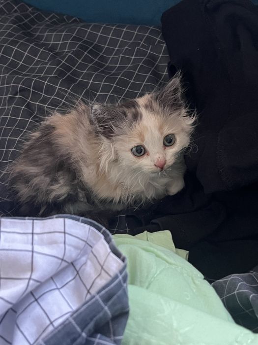 Котёнок в добрые руки, ищет дом