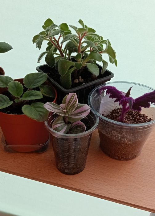 Толстяка, денежное дерево  500 тенге