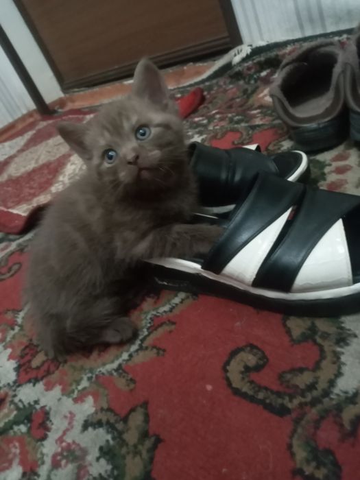 Готов к переезду в новый дом чисто кровны кот от элитных родителей