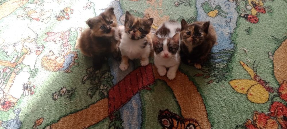 Котята ищут семью
