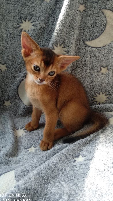 Sexy mushuklar yaqindan