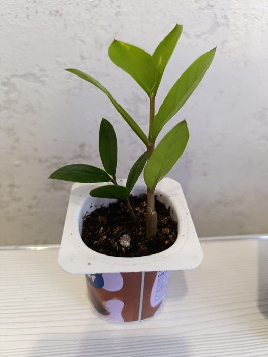 Долларовое дерево