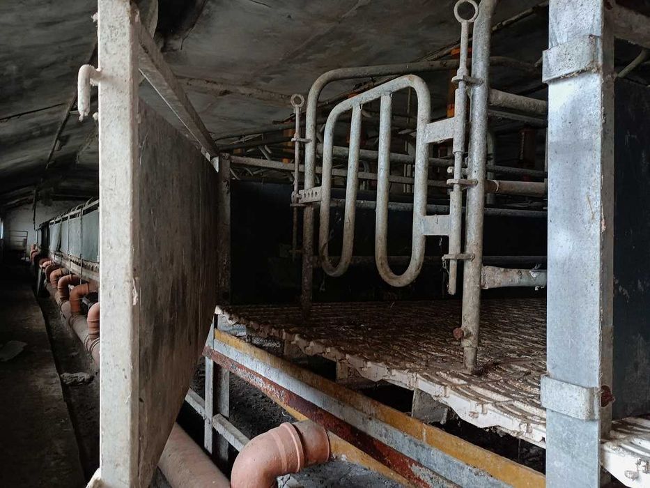 Повдигнат бокс свине майки лактиращи/млекарски/ - раждане и бозайници.