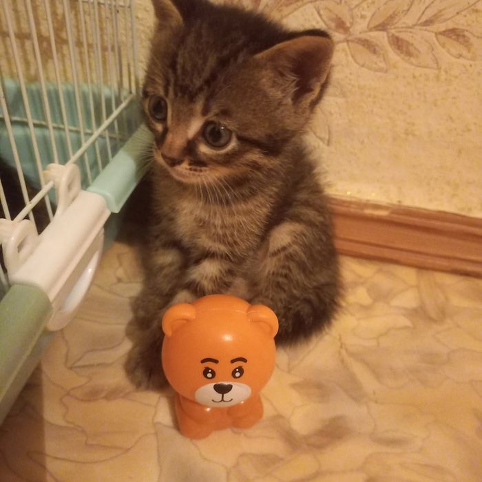 Котёнок шотландец мальчик 1 мес