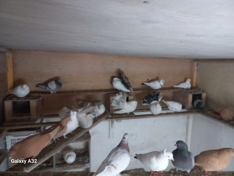 Продам голубей оптом