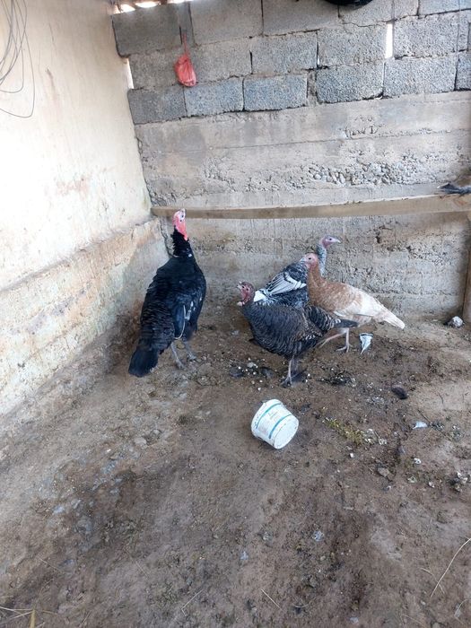 Үндік,индюк Индюк