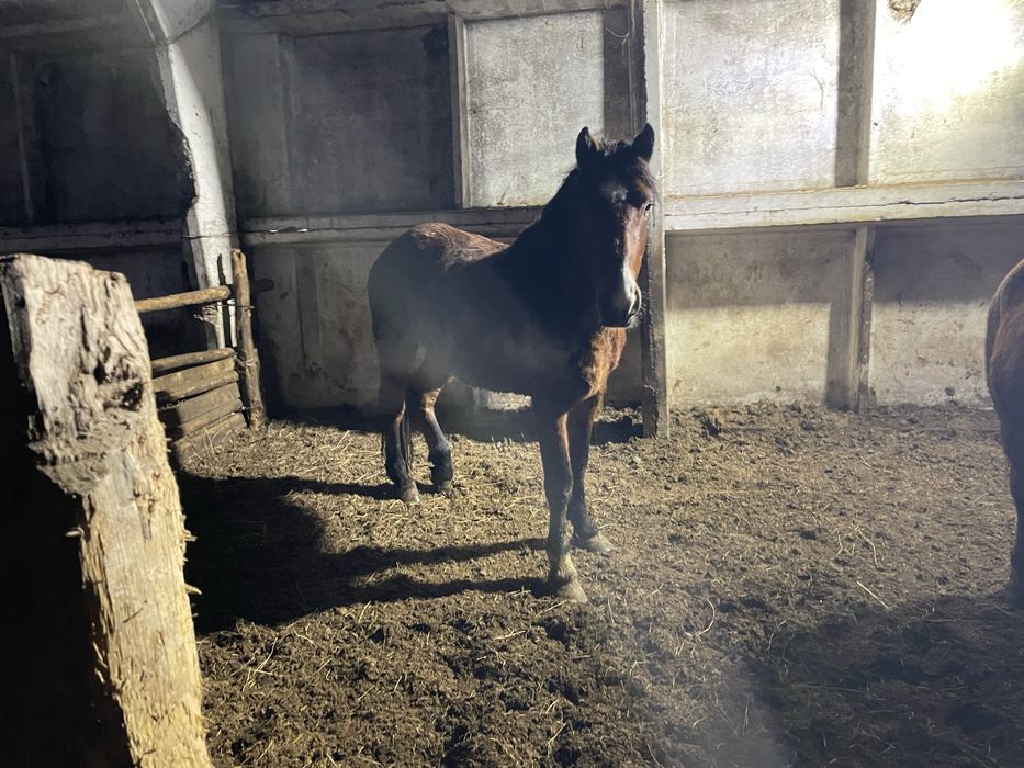 Продам жеребец айгыр