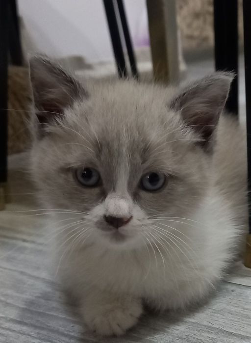 Милые и игривые котята