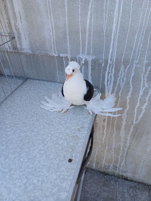 Porumbei rândunele scut