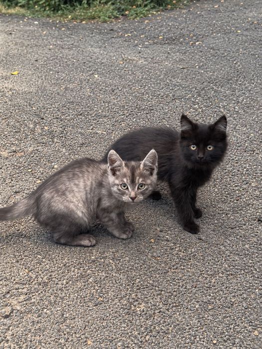 Котята в поисках дома!
