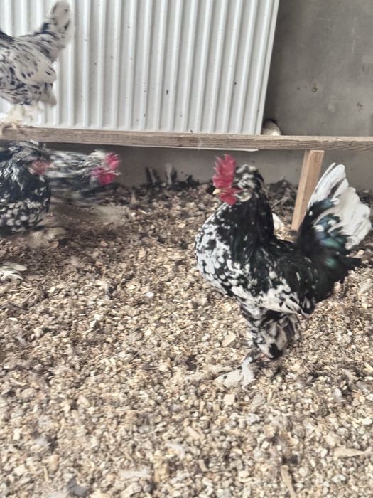 Yapon xorozla sotiladi