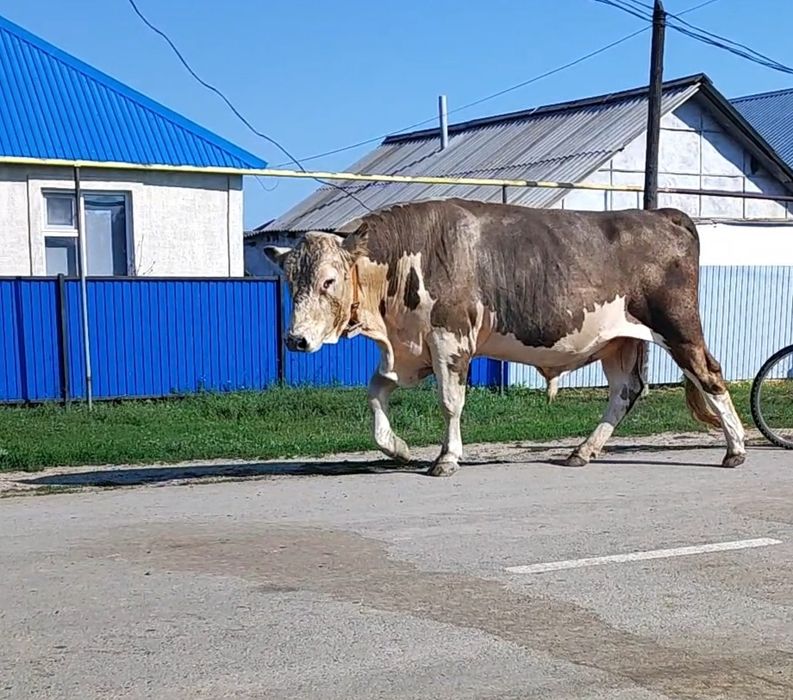 Продам быка производиль